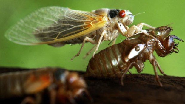 Mating season: After 17 years underground, billions of cicadas are  about to inundate the east coast of the US.