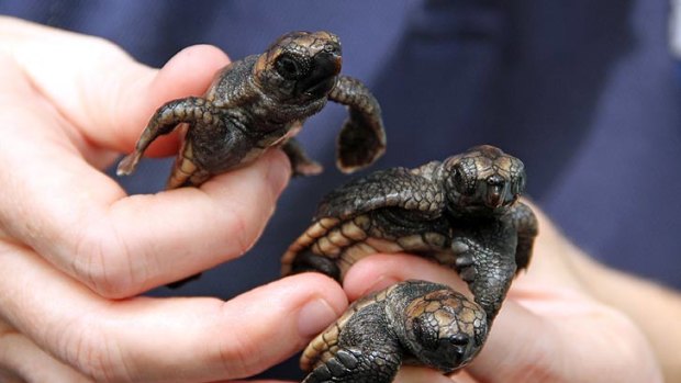 These baby loggerhead turtles were rescued by Sea World staff today.