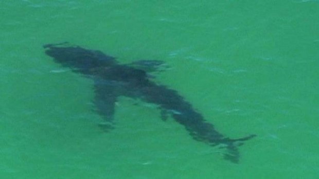 The shark, more than three metres long, was within metres of the shore and is suspected to be a great white.