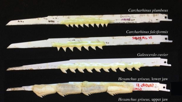 Research on shark teeth by 
Katherine A. Corn, Stacy C. Farina, Jeffrey Brash, Adam P. Summers