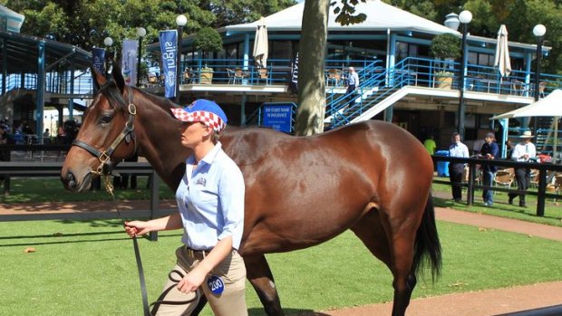 Multimillion-dollar baby ... Black Caviar's half-sister was sold for $2.6 million today