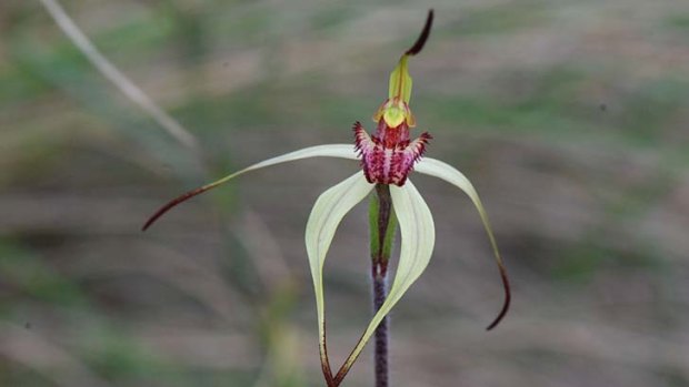 Endangered: A rosella spider orchid.