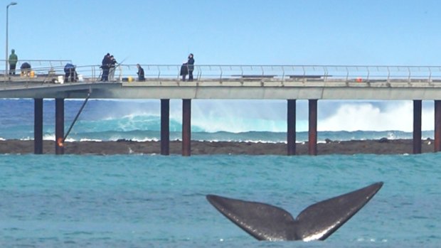 A pod of southern right whales has been seen between Lorne and Apollo Bay.