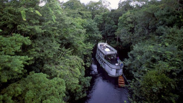 Amazon rain forest near Manaus.