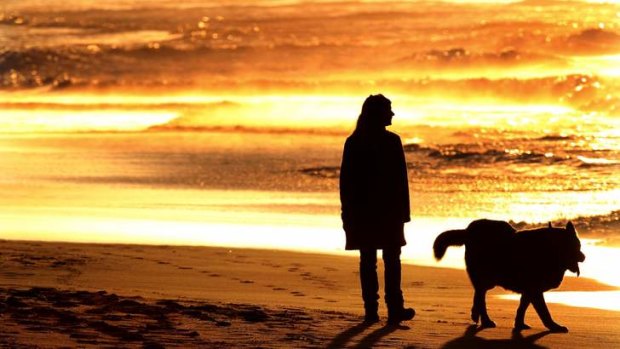 Roam free: A woman walks her dog on Wanda Beach, part of which is now open to owners to bring their dogs at any time.