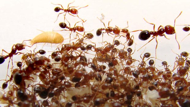 The State Government has cut funding to a fire ant eradication program.