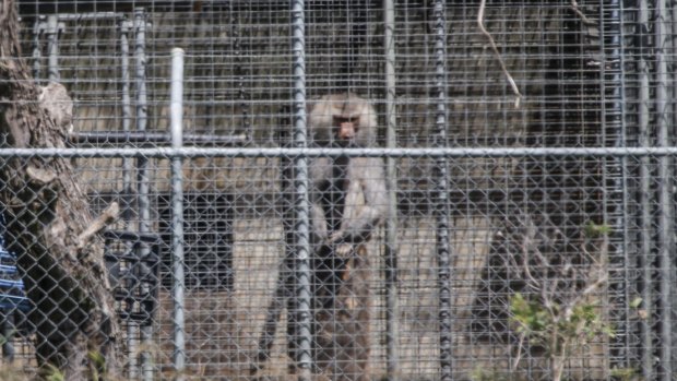 A baboon, part of a colony breeding program, sits behind security fencing at the National Health and Medical Research Council facility in Wallacia in Sydney's west. 