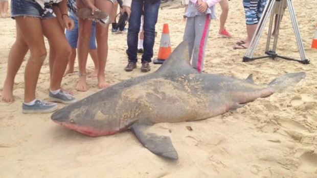 The shark carcass found on Noosa Main Beach.