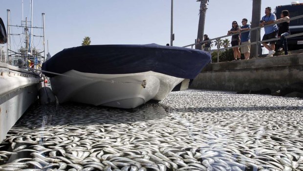 Millions of sardines  lie dead in the harbour area of Redondo Beach, south of Los Angeles.