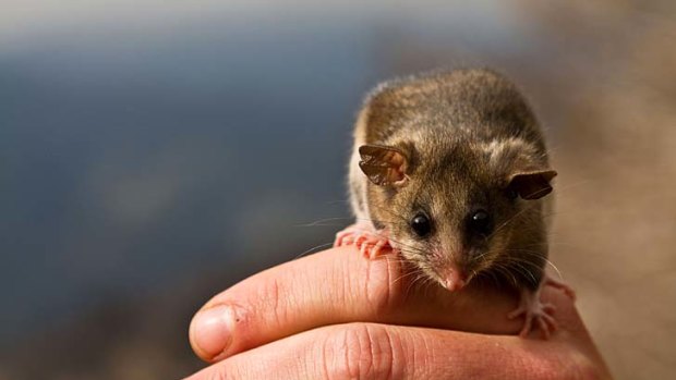 A team of researchers is playing cupid to genetically rescue the mountain pygmy-possums of Mount Buller.