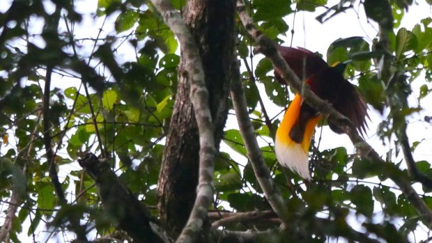 A lesser bird of paradise displays in the PNG rainforest.  