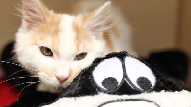 A friend in need: A cat-shaped cushion helped ease Cake's anxiety.