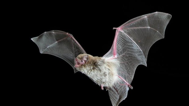 The Chocolate Wattled bat is among the 11 species found in Melbourne.