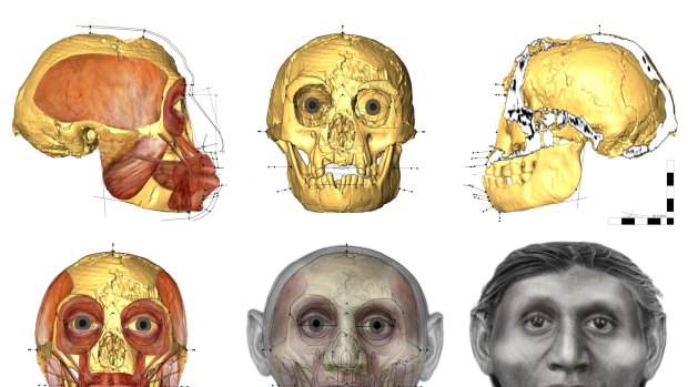 A facial approximation of the tiny hobbits, as envisaged by Dr Susan Hayes of the University of Wollongong.