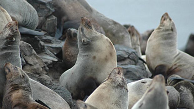 Australian fur seals resting at Seal Rocks. Thirty-one seals were found entangled in discarded fishing debris at Seal Rocks in the year to June 2008