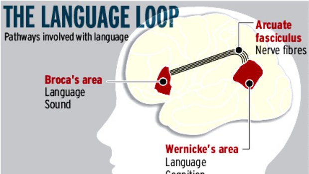 Pathways involved with language.