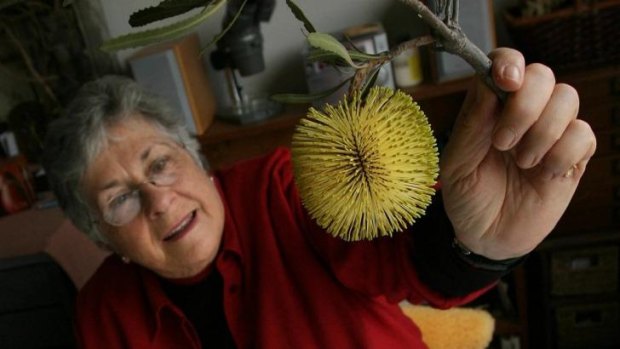 Artist Celia Rosser with a cutting of a  Banksia Rosserae  which has been named after her.
