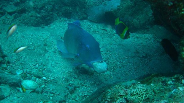 Tusk fish appearing to be smashing open cockle shells in the Great Barrier Reef.