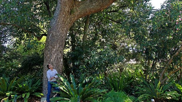 Introduced: Maurizio Rossetto under the majestic Australian red cedar that he and gardens staff have determined comes from the Dorrigo area of northern NSW.