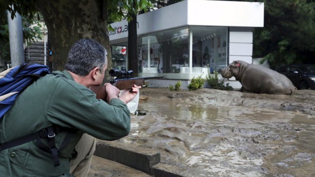 On the loose: A man shoots a tranquiliser dart at a hippopotamus that escaped in the flood.