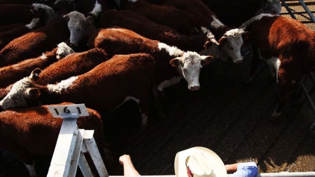The month-long suspension of live cattle exports is having an impact in export targets.
