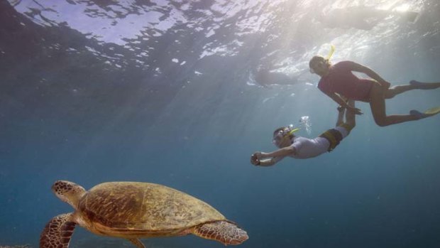 Fantasy delivered ... snorkelling with the sea-life.