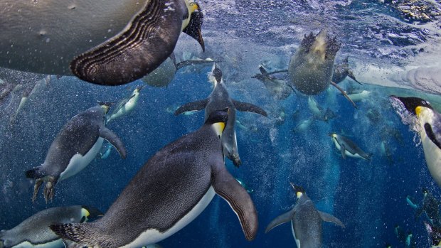 The National Geographic magazine is known for award-winning photography like this, Paul Nicklin's World Press Photo awards-winning picture of emperor penguins in the Ross Sea, Antarctica. 


