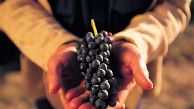 Seed assets ... grapes are harvested in the Barossa Valley.