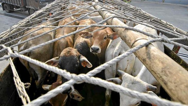 Indonesia has threatened to freeze its live cattle trade with Australia.