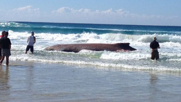 Scientists measure a dead humpback whale which washed up at Main Beach, North Stradbroke Island, on Tuesday.