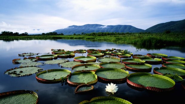 Pantanal boasts the largest contiguous wetlands on the planet.