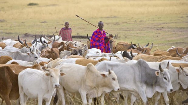 Masai herders in colourful shuka dress.