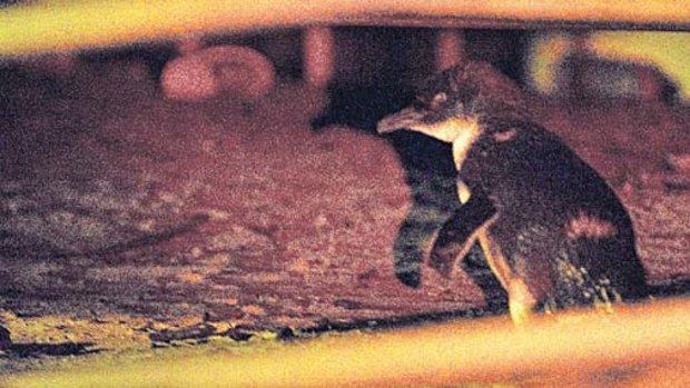 Shelter ... father-to-be Mr Stickybeak, bearing scars from a propeller injury, is believed to be the last remaining male fairy penguin at Manly Cove West.