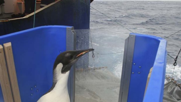 An emperor penguin nicknamed Happy Feet  waits in his crate on the New Zealand research ship Tangaroa moments before his release into the Southern Ocean near Campbell Island, New Zealand.