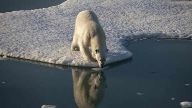 Polar bears' loss of ice to hunt from has led them to find a new food source.