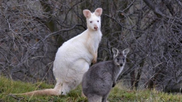The white wallaroos are descended from a wallaroo released from a local zoo.