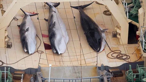An image of the deck of a Japanese whaling vessel, collected by a Sea Seaherd helicopter in waters south-east of Australia last month.