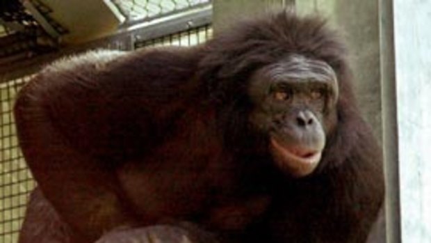 Kanzi is a chimpanzee that can reportedly communicate using symbols. 