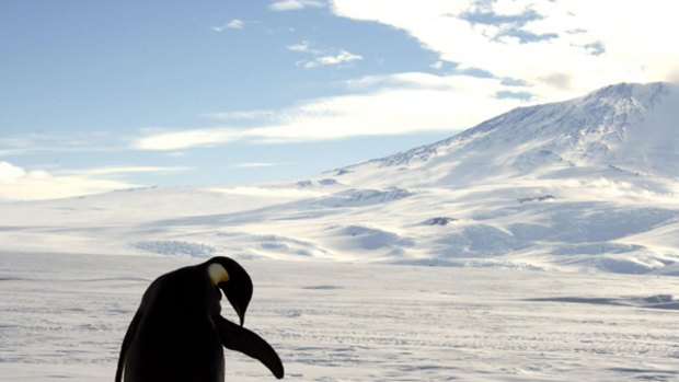Been there, done that ... an emperor penguin.