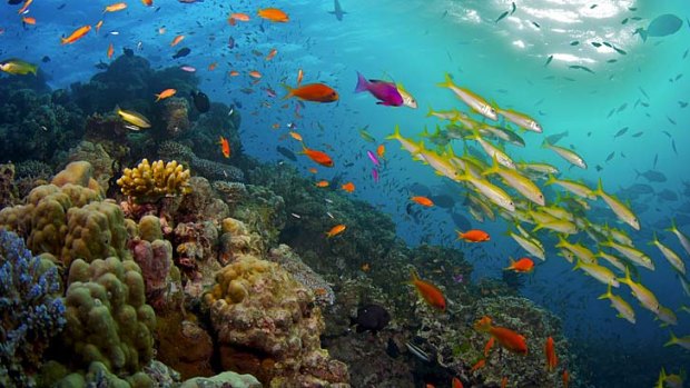 The Great Barrier Reef is under threat, conservation groups say.