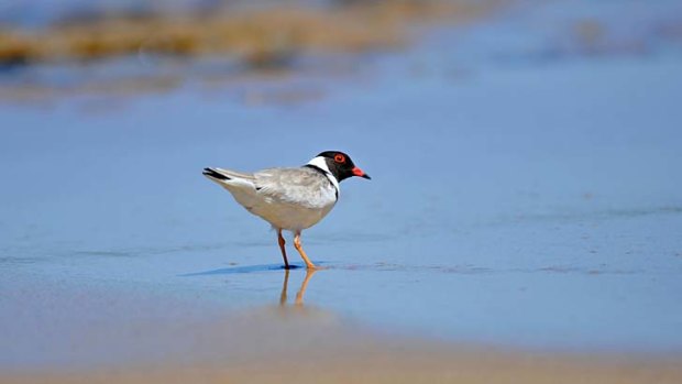 An endangered hooded plover at Point Roadknight beach in Anglesea.