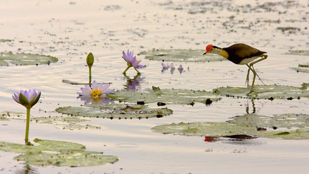 All creatures ... the comb-crested jacana.