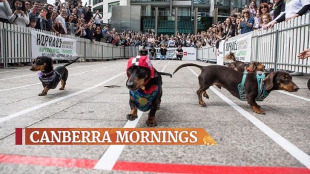 Dachshund racing will form part of the 2016 Christmas In The City celebrations. 