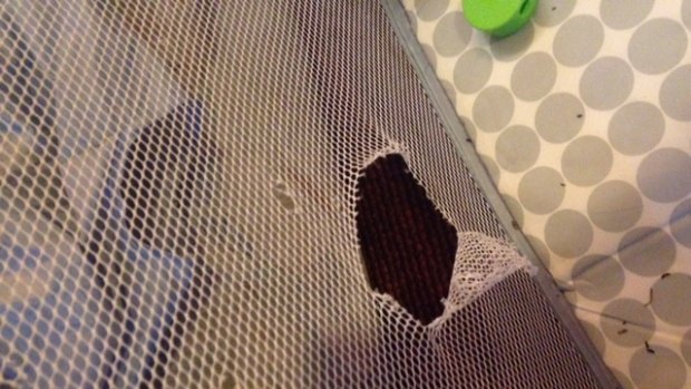 Holes nibbled in the cot. Photo: Supplied