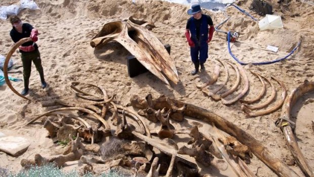 A humpback whale skeleton.