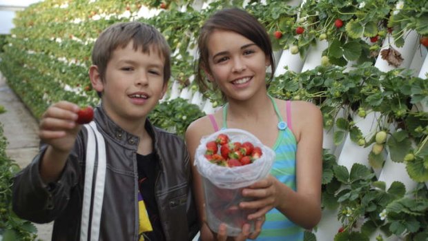 Stop for fuel: Pick your own strawberries at Ricardoes Tomatoes.