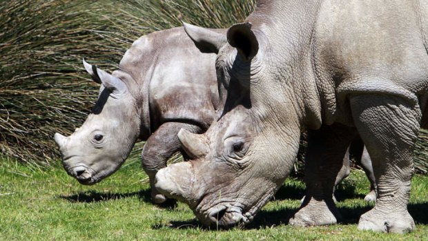 Rhinoceroses in Mozambique have been wiped out by poachers.