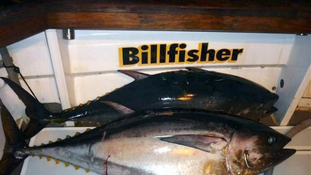 Open season: It's bluefin time in Victoria.