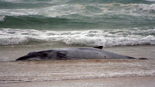 The dead humpback on Cathedral Beach.