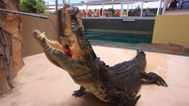 Crocosaurus Cove in Darwin lets you get up close and personal to the creatures of the Top End.